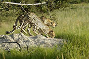 Cheetah Okavango